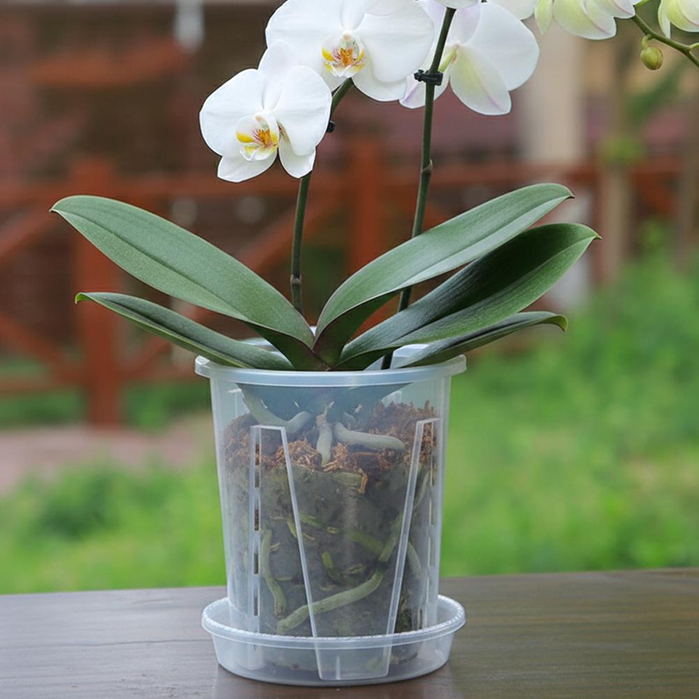 Maceta Transparente de Plástic - Plant Parent reseña y precio