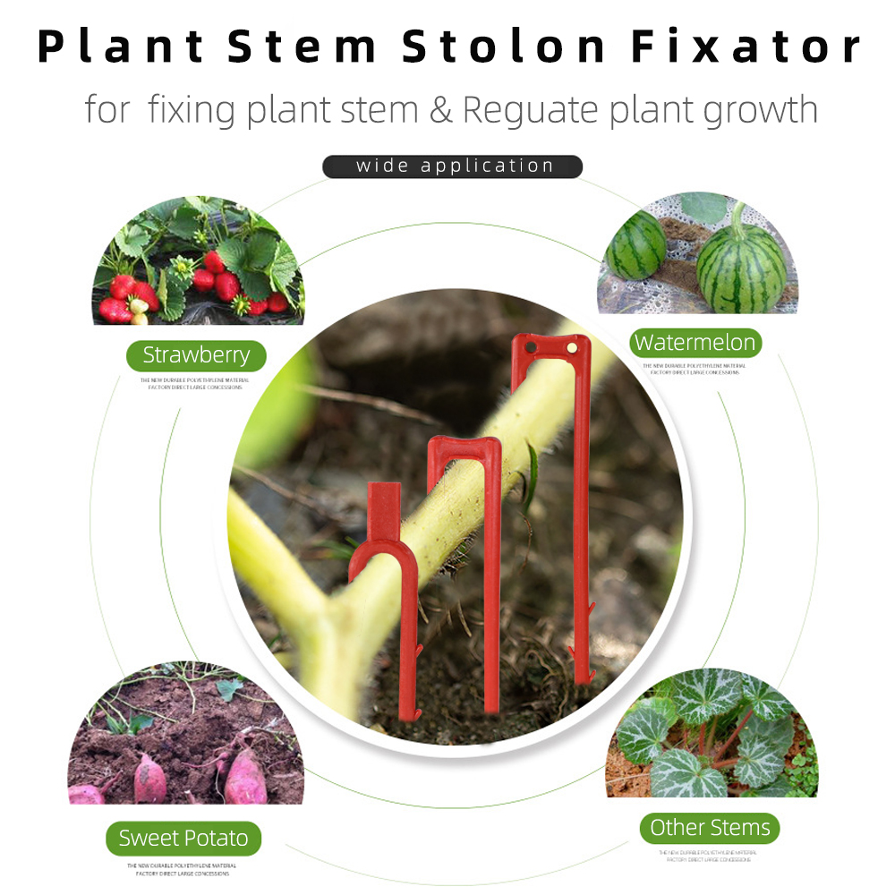 20-50 Uds. Tenedor para planta - Plant Parent reseña y precio
